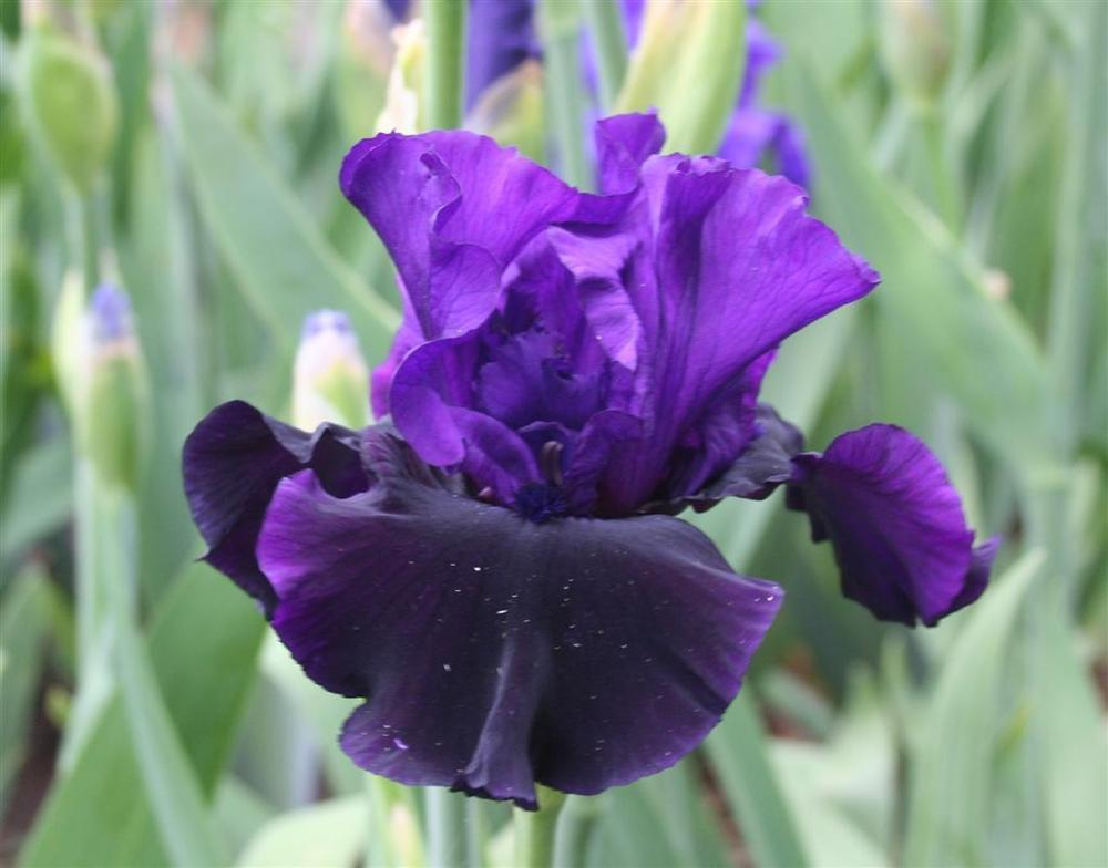 Bearded Iris Midnight Treat - Purple & Black Ruffled Blooms, Award-Winning, Deer-Resistant, USDA Zones 4-9