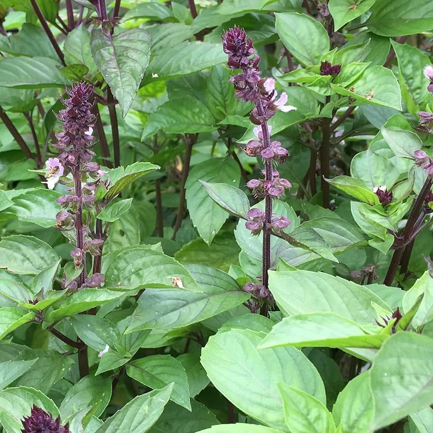 Cinnamon Basil Seeds | Heirloom Non-GMO | 18-30 Inches Tall | Fast Growing Culinary Herb | USDA Zones 3-10 |