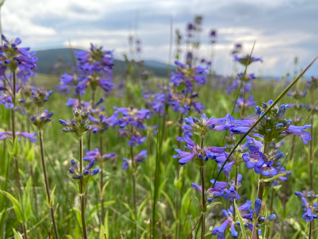 100mg Penstemon rydbergii - Rydberg's Penstemon Seeds, Native Perennial for Pollinator Gardens