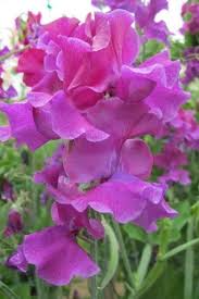 50+ Terry Davey Sweet Pea Seeds – Rich Purple Fragrant Blooms for Garden Planting, Climbing Vines for Trellises & Bouquets – USA