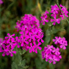 2000 Catchfly Seeds, None-So-Pretty Purple Flowers, Rock Gardens, Pollinators, Butterflies, Silene, Non-GMO, Hardy Perennials