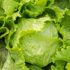 400 Seeds Iceberg Lettuce – Crisphead Lettuce, Fresh and Crunchy Garden Favorite