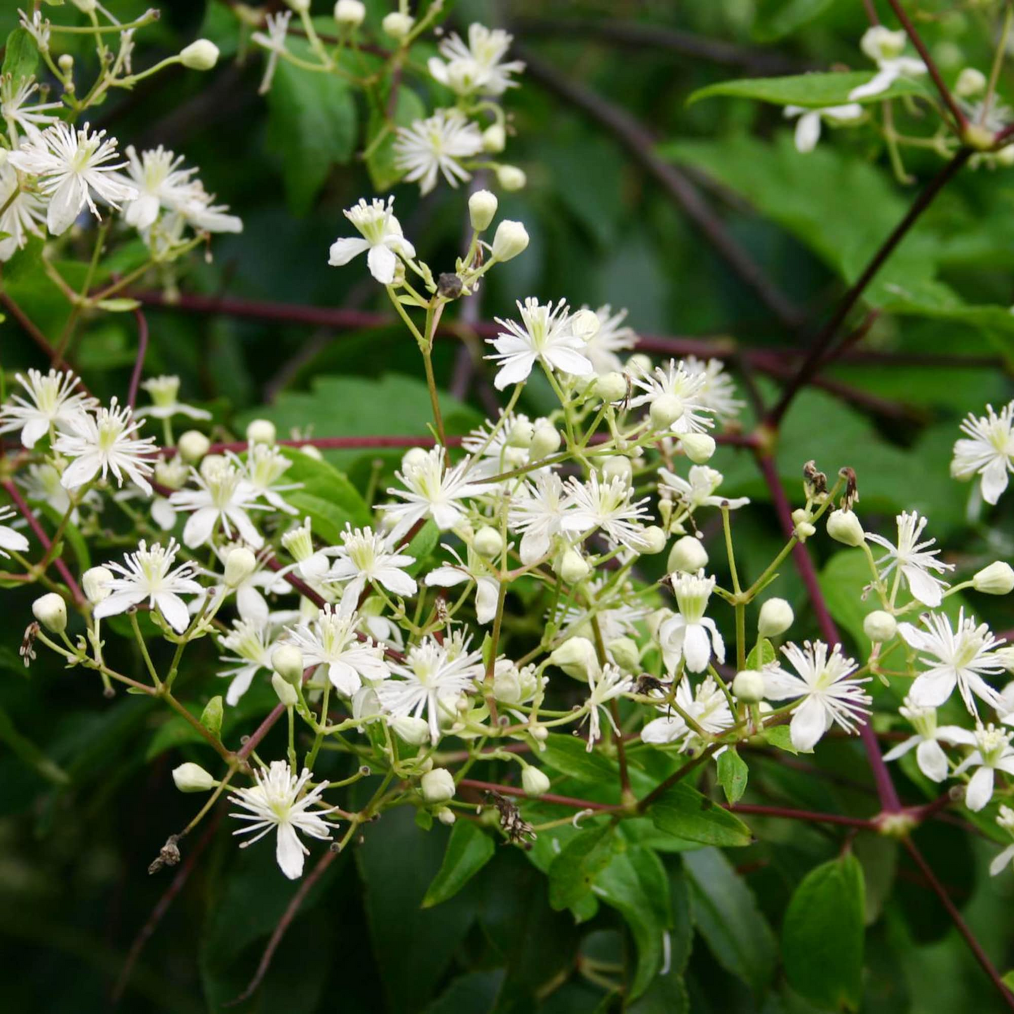 100 mg Seeds Clematis Virginiana – Virgin's Bower (Clematis virginiana) | Native Flowering Climber for Planting & Garden Beauty