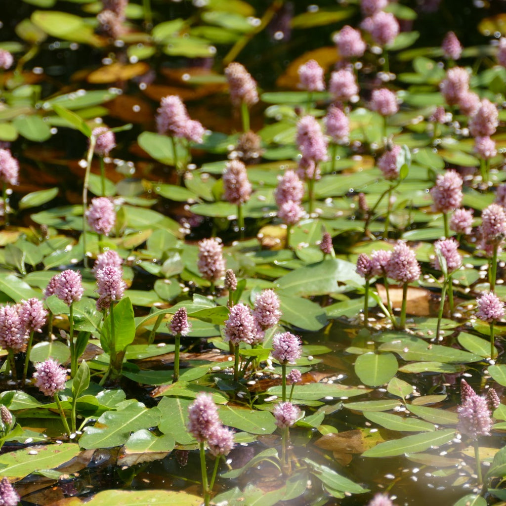 500 mg Seeds Persicaria amphibia (Marsh Smartweed) for Planting | Aquatic & Wetland Plant for Ponds, Gardens, and Wildlife Habitats