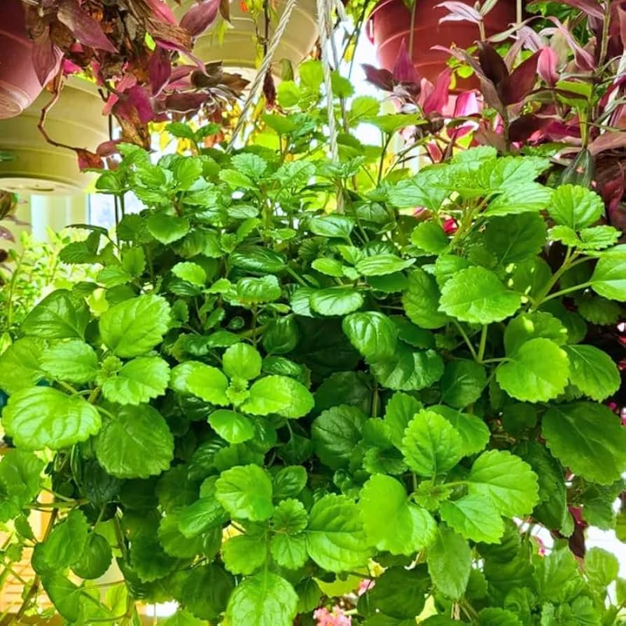 5 Organic Swedish Ivy Unrooted Cuttings 4" Length - Plectranthus Verticillatus - Easy to Grow Houseplant for Propagation & Indoor Decor