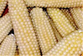 50 White Popcorn Seeds, Non-GMO Japanese Hulless Corn (Zea mays), Home Garden, Healthy Popcorn, Premium Organic, Easy to Grow