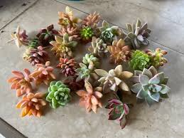 25 Colorful Healthy Succulent Unrooted Cuttings – Variety Pack, Easy to Grow, Drought-Tolerant, Low Maintenance, Unique Succulent Garden