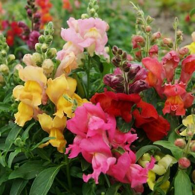 Antirrhinum majus Magic Carpet Mix Snapdragon Seeds – 1000+ Vibrant Blooms for Garden & Cut Flowers
