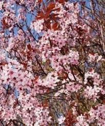 3 Unrooted Cuttings 6" Prunus Cerasifera 'Cherry Plum Black' | Live Fruit Tree Plant for Home Orchards & Landscaping