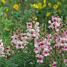 Antirrhinum majus Lucky Lips Snapdragon Seeds – 1000+ Unique Bi-Color Blooms for Garden & Cut Flowers