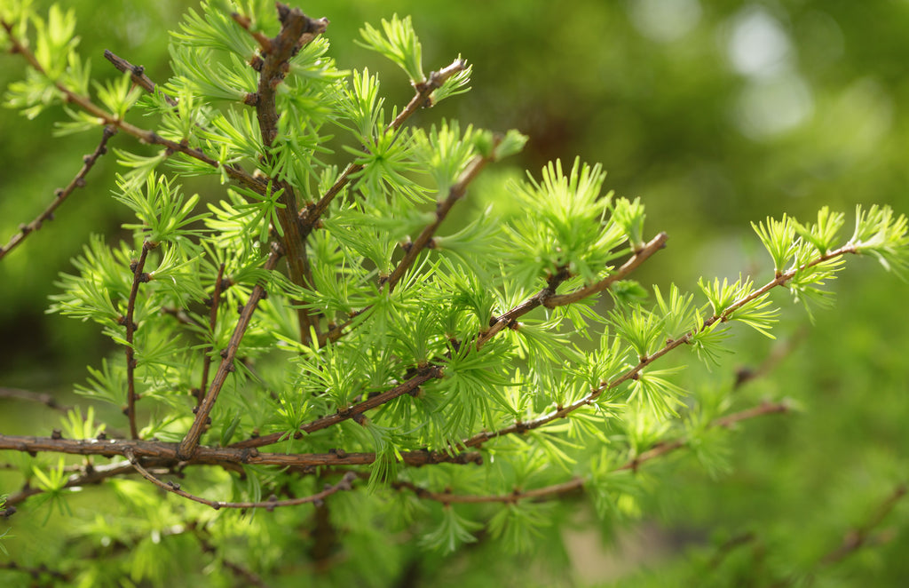 Japanese Larch Tree (Larix kaempferi) | 12–14" Live Seedling | Perfect for Bonsai | 2-Year-Old Deciduous Conifer