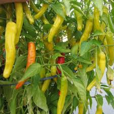30 Seeds Hungarian Yellow Wax Hot Pepper – Capsicum annuum | Heirloom Pepper for Planting, Gardening & Spicy Harvests