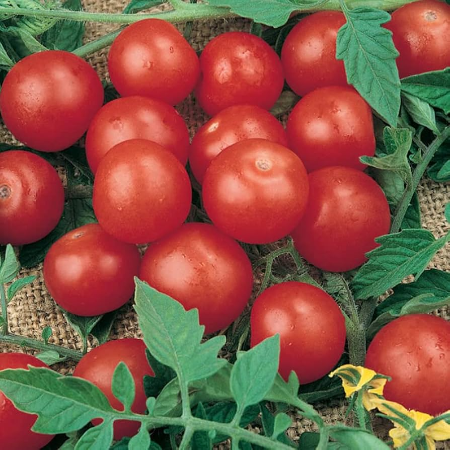 30 Tiny Tim Micro Dwarf Tomato Seeds | Solanum lycopersicum | Mini Cherry Tomato | Indoor & Patio Gardening