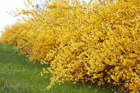 15 Golden Forsythia Gold Cuttings, Hardy Ornamental Bush, Privacy Hedge, Yellow Flowers