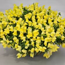 Candy Showers Yellow Snapdragon Seeds (Antirrhinum majus) | 1000+ Seeds | Cascading Yellow Blooms for Gardens & Hanging Baskets