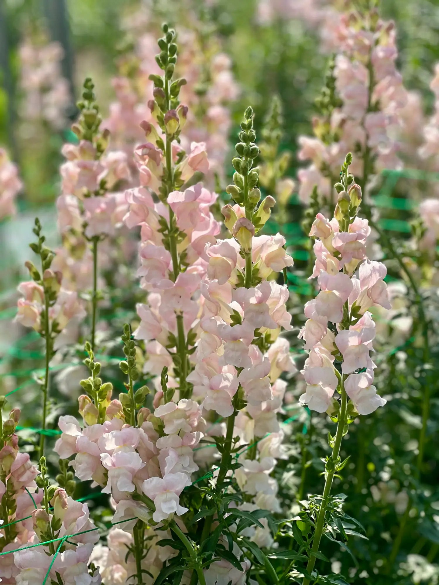 Avignon Pink Snapdragon Seeds (Antirrhinum majus) | 1000+ Seeds | Elegant Pink Blooms for Gardens & Borders