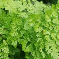 400 Seeds Chervil (Anthriscus cerefolium) – Aromatic Herb for Cooking and Garnishing