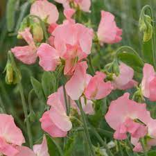 50+ Sally Ann Sweet Pea Flower Seeds – Fragrant White Blooms for Garden Planting, Climbing Vines for Trellis & Cut Bouquets – USA