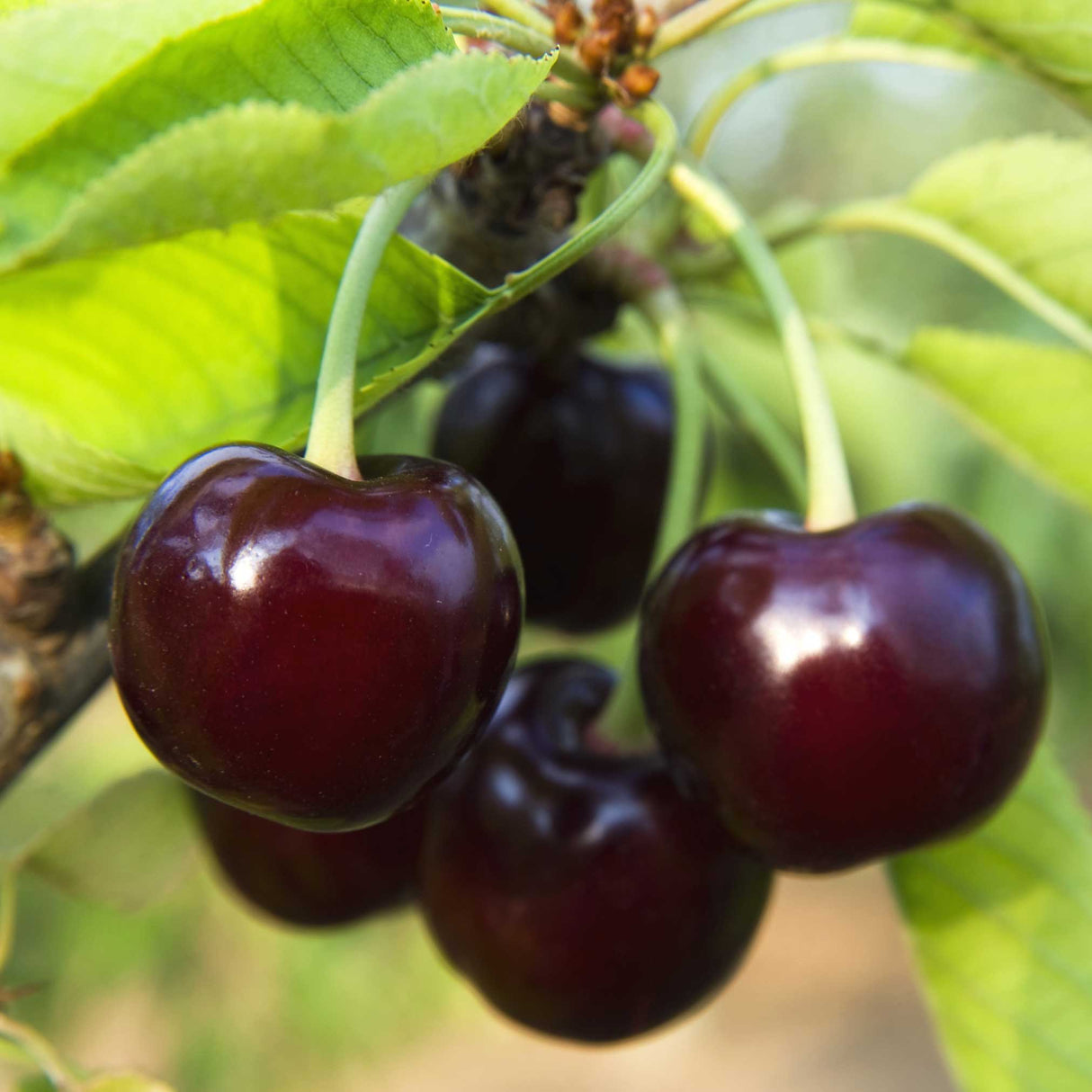 6 Black Tartarian Cherry Scions for Grafting | Sweet, Berry-Like Fruit | Early Bloomer | Fresh Cuttings