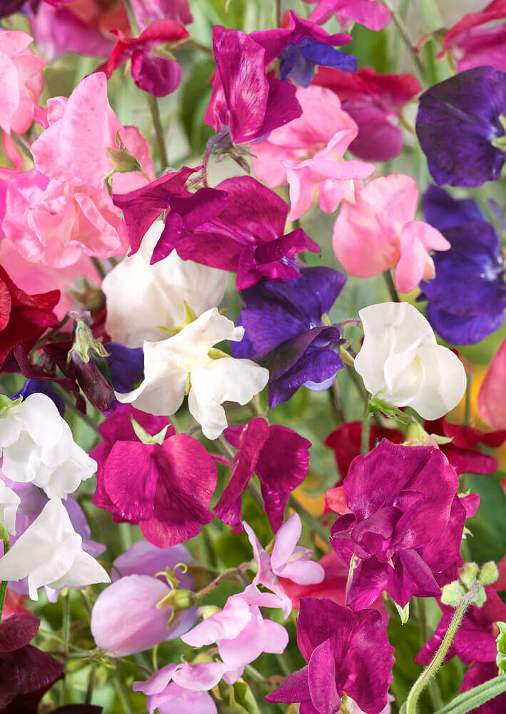 80 Sweet Pea Vine Seeds | Royal Family Flower Garden Mix, Fragrant Climbing Vines, Vibrant Colors, Perfect for Trellises & Fences