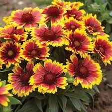 200 Seeds Blanket Flower Gaillardia, Perennial Wildflower, Native Flower, Non-GMO, Gaillardia aristata, Drought Tolerant, Vibrant Blooms
