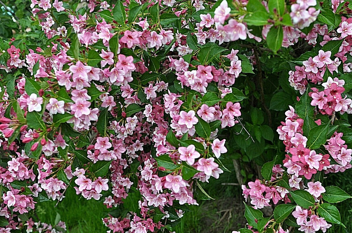100 Weigela Florida Bush Seeds - Old-Fashioned Pink & White Flower Shrub (Weigela florida) - Hardy, Perennial, Beautiful Garden Shrub