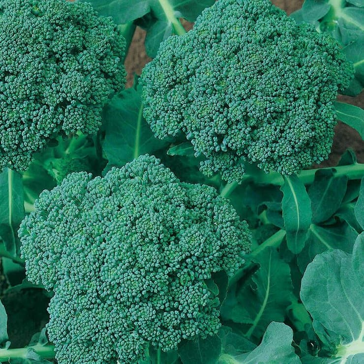 500 Waltham 29 Broccoli Seeds – Brassica oleracea – Heirloom, Cold-Hardy, High-Yield, Sweet & Tender