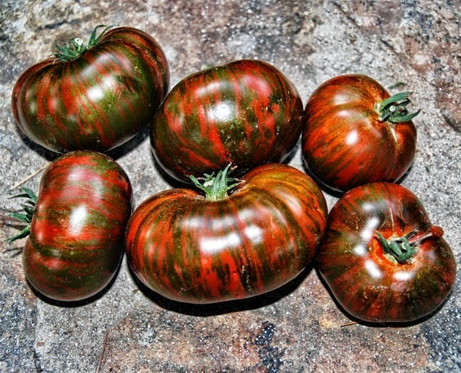 30+ Chocolate Stripes Tomato Seeds - Heirloom - Organic - Non-GMO - Rare Bicolor - Sweet & Earthy Flavor - Long Season Variety