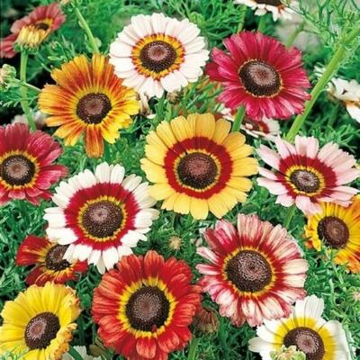 200 Seeds Painted Daisy Mixed Colors, Pollinators & Butterflies, Perennial, Non-GMO, Chrysanthemum Flowers, Garden Plants, Easy to Grow