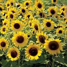 50 Seeds Sunflower Dwarfie Dwarf Mix (Helianthus annuus) Non-GMO, Attracts Butterflies, Bees, Birds & Goldfinches, Mini Sunflowers Garden