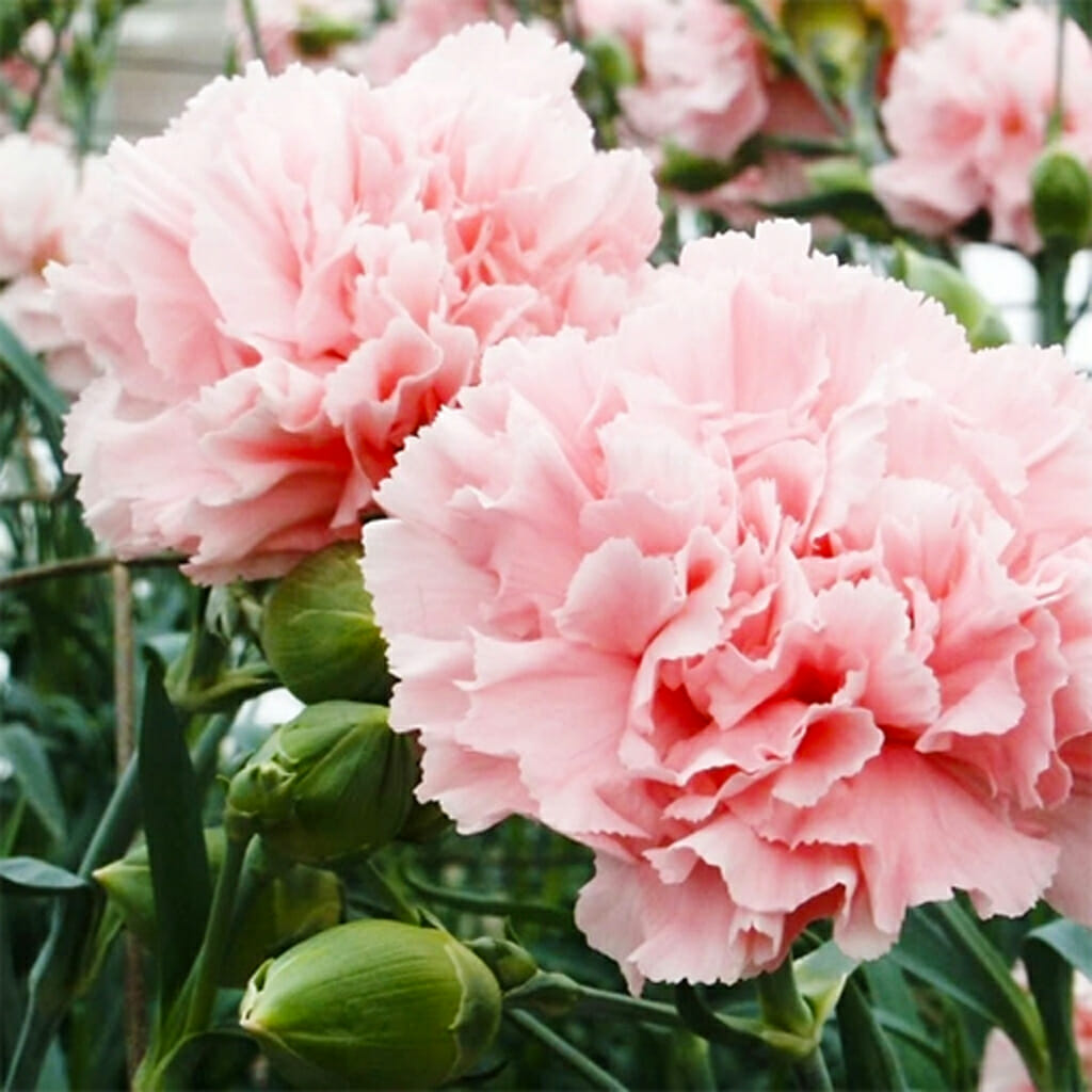 La France Carnation (Dianthus caryophyllus) – Elegant Pink Blooms with Classic Fragrance