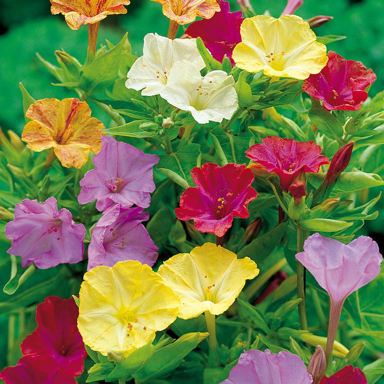 50 Four O'Clock Flower Mix Seeds 'Marvel of Peru' | Perennial Mirabilis jalapa, Colorful Blooms, Easy to Grow, Garden Flowers