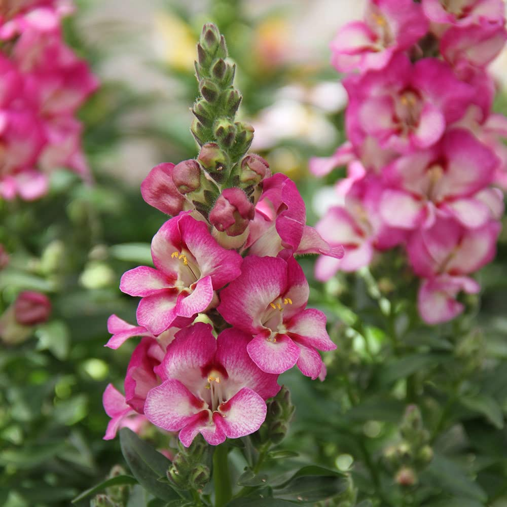 Bridal Pink Snapdragon Seeds (Antirrhinum majus) | 1000+ Seeds | Soft Pink Blooms for Gardens & Borders