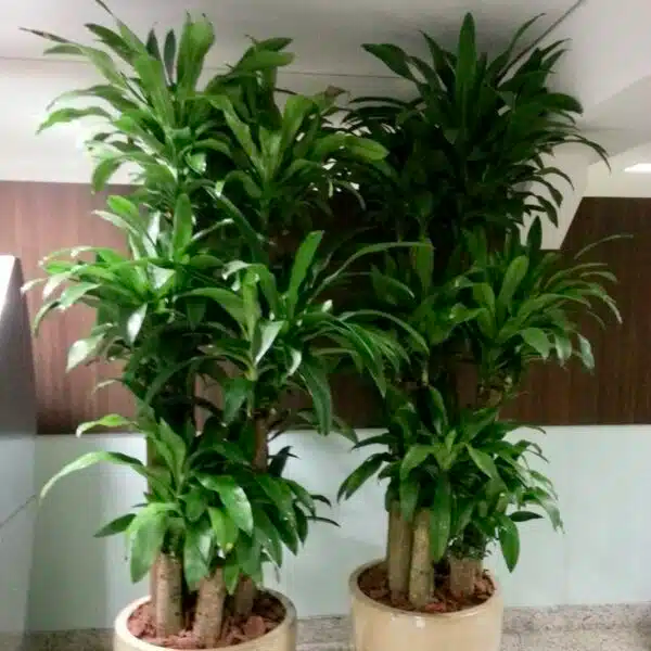 5 Unroot Cuttings Corn Plant - Dracaena Fragrans, Fresh House Plant Cuttings, No Root, Easy to Grow Indoor Plant for Home & Office