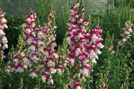 Cherry Twist Snapdragon Seeds (Antirrhinum majus) | 1000+ Seeds | Vibrant Cherry-Red Blooms for Garden & Cut Flowers