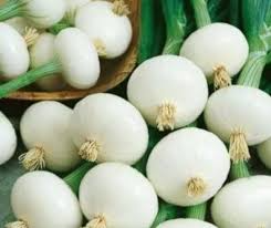 200 Seeds Crystal White Wax Onion, Allium Cepa, Mild & Sweet Pearl Onion Variety