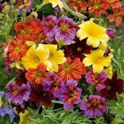 500 Seeds Painted Tongue SUPERBISSIMA Mix, HEIRLOOM Salpiglossis, Non-GMO, Vibrant Colors, Annual Flower, Pollinator-Friendly