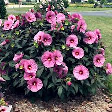 20 Pink Swamp Rose Mallow Seeds - Hardy Hibiscus (Hibiscus moscheutos) - 7 Ft Tall, Large 6-9" Flower