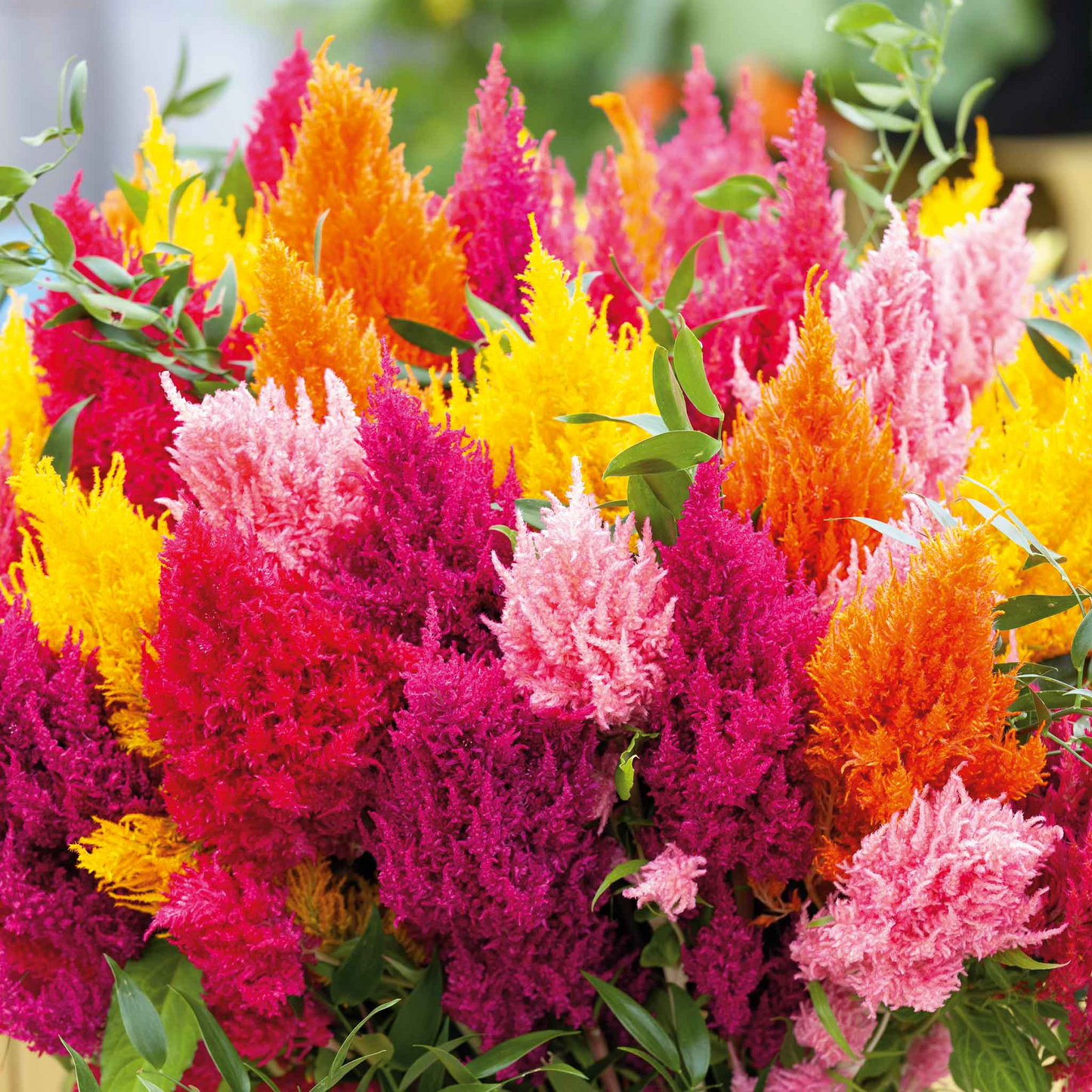 400 Seeds Celosia Mixed Pampas Plume, Non-GMO, Striking Colors, Cut & Dried Flowers, Garden, Decorative Blooms, Perennial
