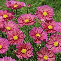 200+ Xsenia Cosmos Seeds – Iridescent Pink-Orange Blooms for Garden Planting, Compact Plants for Beds, Borders & Pollinators – USA