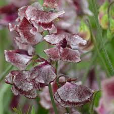 50+ Wiltshire Ripple Sweet Pea Seeds – Maroon & White Striped Fragrant Blooms for Garden Planting, Climbing Vines – USA