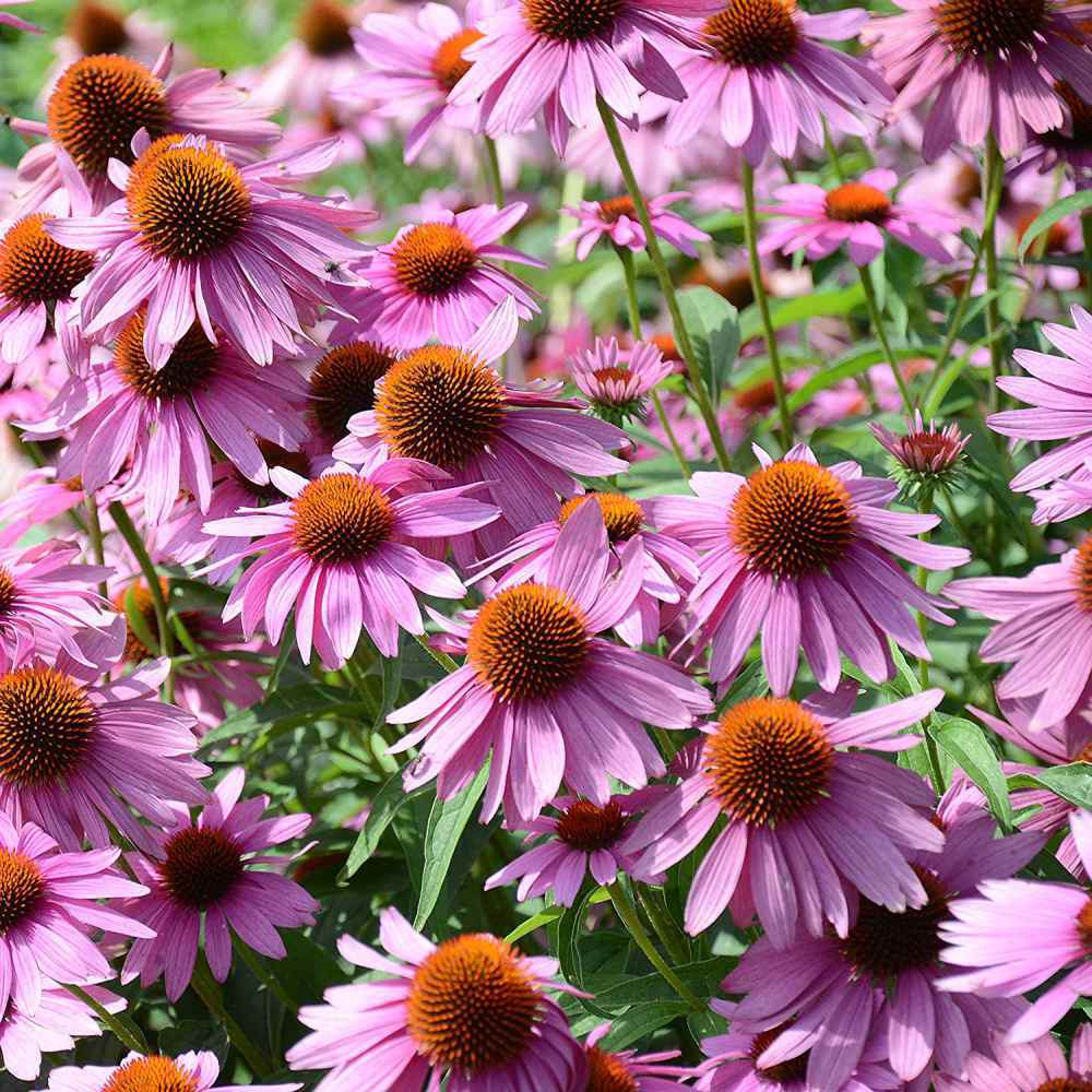 200+ Wicked Coneflower Daisy Seeds – Echinacea Mix for Garden Planting, Colorful Pollinator-Friendly Flowers – USA Wildflower Seeds