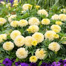 25+ Vanilla African Marigold Seeds – Creamy White Blooms for Garden Planting, Tall Summer Annuals for Beds & Borders – USA