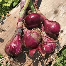 250 mg Seeds Onion Southport Red Globe – Allium cepa | Heirloom Red Onion Seeds for Planting, Gardening & Flavorful Culinary Use