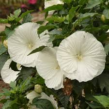 250mg Rose Mallow Dwarf White Seeds (Hibiscus moscheutos) - Compact Hardy Perennial Blooms