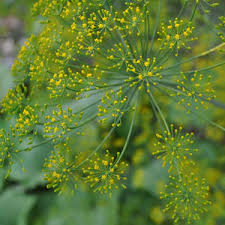 500 Seeds Dukat Dill (Anethum graveolens) – Aromatic Herb for Culinary and Garden Use