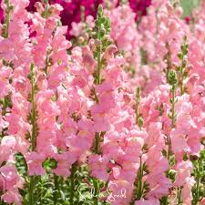 Candelabra Rose Snapdragon Seeds (Antirrhinum majus) | 1000+ Seeds | Elegant Rose-Pink Blooms for Gardens & Borders