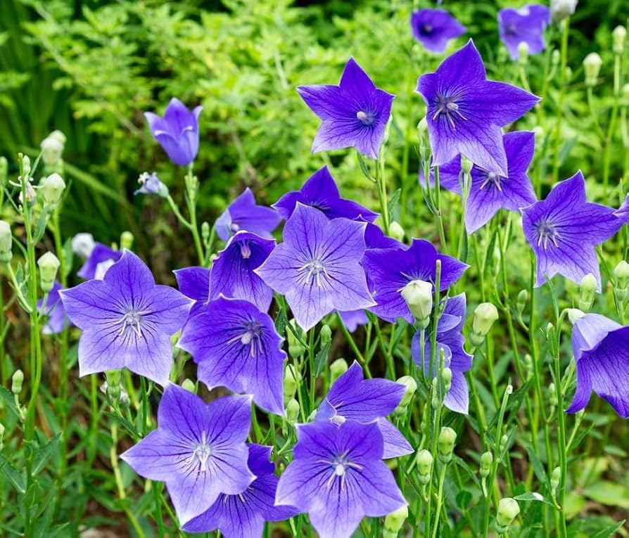 1,000 Balloon Flower Seeds (Platycodon grandiflorus) ā Toraji, Chinese Bellflower, Non-GMO, Perennial, Easy to Grow, !