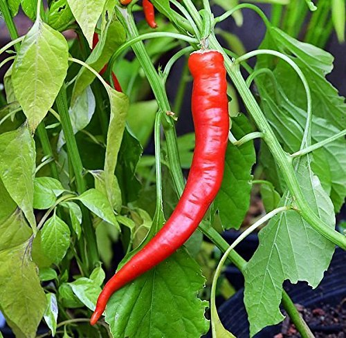 25 Cowhorn Pepper Seeds – Capsicum annuum – Heirloom, Spicy & Flavorful, High-Yielding, Perfect for Fresh Eating