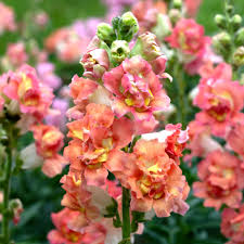 Antirrhinum majus Madame Butterfly Bronze White Snapdragon Seeds – 1000+ Ruffled Blooms for Garden & Cut Flowers